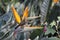 Female Sugarbird. Walter Sisulu National Botanical Garden