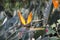 Female Sugarbird. Walter Sisulu National Botanical Garden