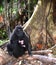 Female sulawesi crested macaque yaki, Macaca nigra, black monkey, and its baby sitting in the nature habitat.