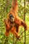 Female Sumatran orangutan with a baby hanging in the trees, Gunung Leuser National Park, Sumatra, Indonesia