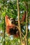 Female Sumatran orangutan with a baby sitting on a tree in Gunung Leuser National Park, Sumatra, Indonesia