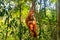 Female Sumatran orangutan hanging in the trees, Gunung Leuser Na
