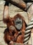 Female of Sumatran orangutan Pongo abelii with a baby