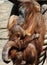 Female of Sumatran orangutan Pongo abelii with a baby