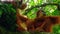 Female Sumatran Orangutans is a subspecies of Sumatra