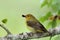 Female Summer Tanager