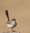 Female superb fairy wren