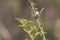 A female Superb Fairy-Wren sitting on a green branch