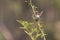 A female Superb Fairy-Wren sitting on a green branch