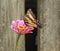 Female Swallowtail on a pink zinnia flower