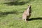 The female swamp wallaby  is on the grass