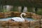 The female swan incubates eggs in the nest