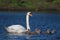 Female Swan and Seven Chicks