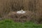 Female swan sits in a nest on eggs