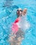 Female swimmer with water glasses in pink swimsuit in swimming pool