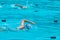 Female swimmers swimming laps at a local swimming pool