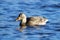 Female swimming Mallard Duck