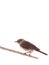 female Sylvia atricapilla Eurasian Blackcap isolated on a white