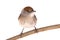 female Sylvia atricapilla Eurasian Blackcap isolated on a white