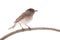 female Sylvia atricapilla Eurasian Blackcap isolated on a white