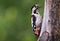 Female Syrian Woodpecker