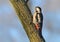 Female Syrian Woodpecker perched on a trunk for inspecting