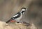 Female Syrian woodpecker shot on a blurry gray background.