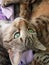 Female Tabby cat portrait face photo