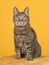 Female tabby cat sitting on yellow pouf