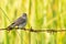 Female Taiga Flycatcher perching on barb wire looking into a distance