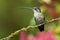 Female Talamanca Hummingbird - Eugenes spectabilis is large hummingbird living in Costa Rica and Panama