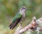 Female Talamanca Hummingbird perching on a branch at a garden