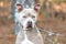 Female tan American Pitbull Terrier dog with big ears outside on leash