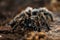Female tarantula . Honduran Curly Hair. Tlitocatl Albopilosus or Brachypelma albopilosum. Side view, horizontal