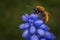 Female Tawny Mining Bee
