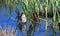 Female Teal anas crecca in water amongst reeds