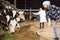 Female technician feeding cows with grass in livestock barn