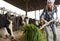 Female technician feeding cows with grass in livestock barn