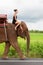 Female teenager rides elephant