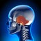 Female Temporal Bone - Skull / Cranium Anatomy