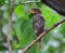 Female Thick-billed Weaver