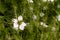 Female thick-legged flower beetle on nigella flower