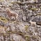 Female Thinhorn Sheep Ovis dalli stonei leading lamb