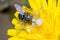 Female Thomisus onustus spider hunts a fly on a yellow flower under the sun