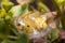 Female Thomisus onustus spider posed on a green plant protecting her nest