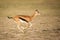 Female Thompson\'s Gazelle running, Amboseli, Kenya