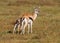 Female Thomson`s gazelle Eudorcas thomsonii with fawn