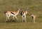 Female Thomson`s gazelles with fawn