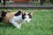 Female three colour orange, white, black on its wool is stare and stand on the grass feild