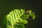 Female of the tick sitting on a leaf, green background. A common European parasite attacking also humans.